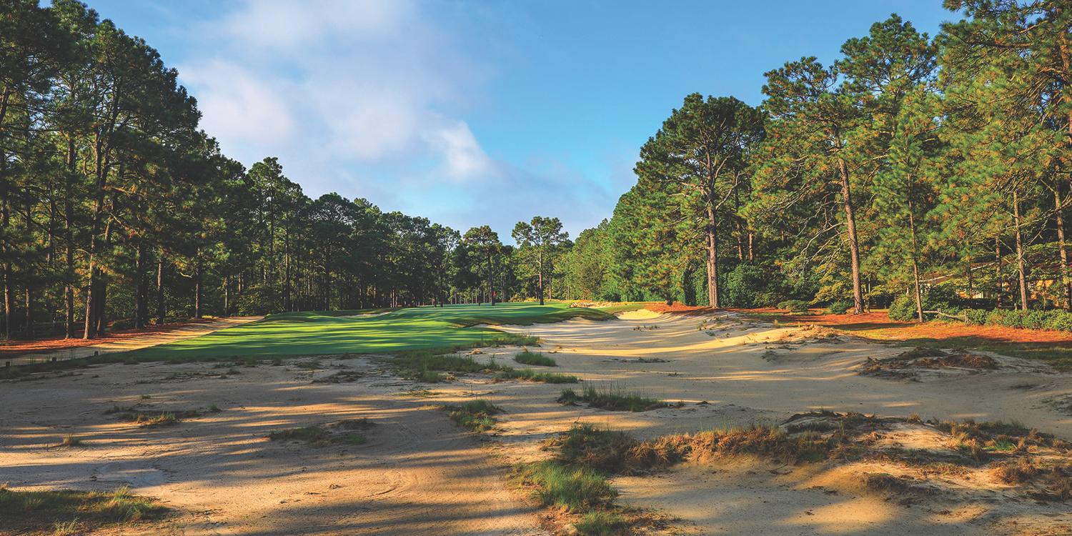 Pine Needles